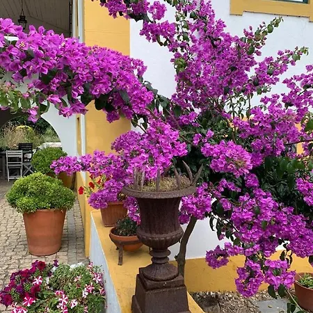 Quinta Da Barca Nemo Holiday home